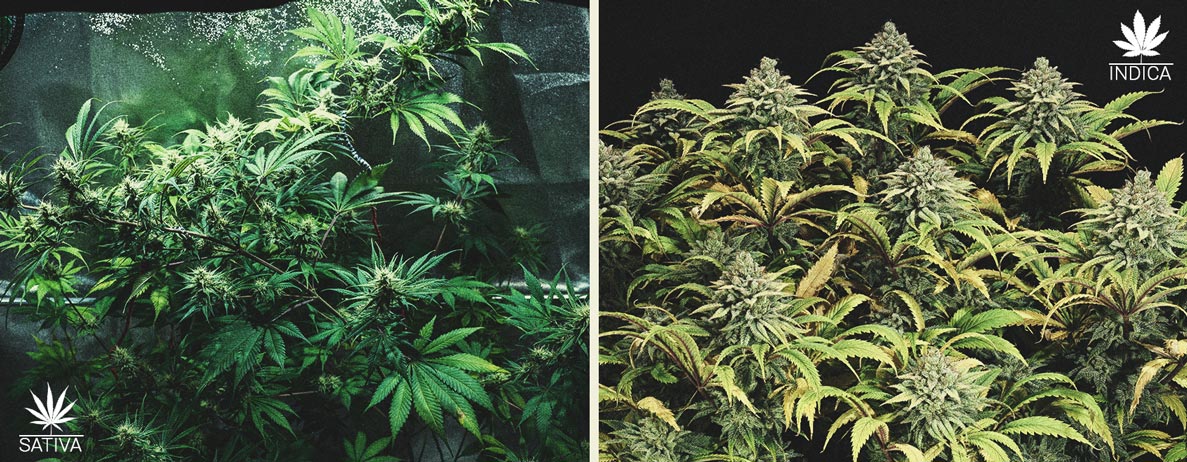 cannabis plant cannabis plant