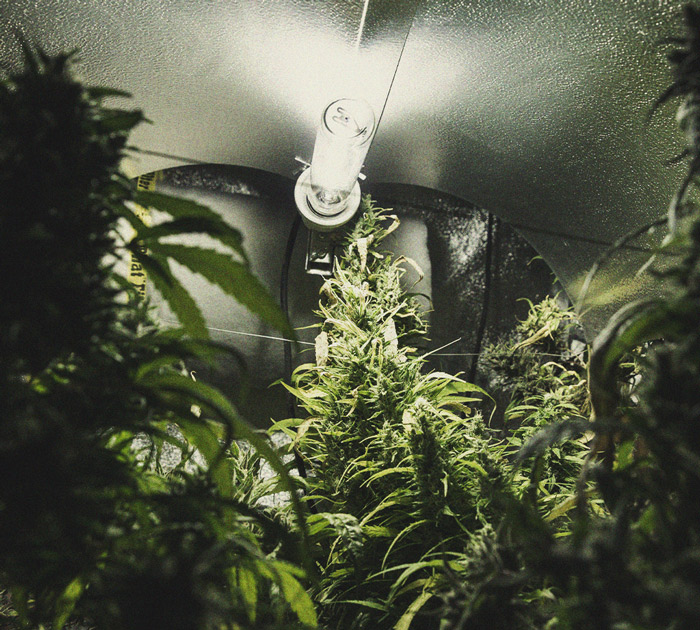 Het herkennen en behandelen van veel voorkomende Cannabiskwalen Het herkennen en behandelen van veel voorkomende Cannabiskwalen
