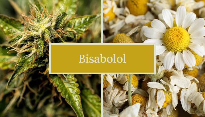 Afbeelding die cannabis- en kamillebloemen vergelijkt, gelabeld
