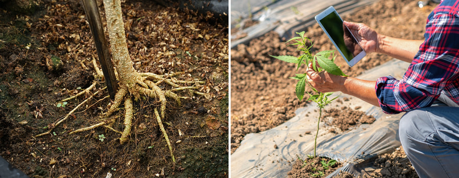 Van Wortels tot Technologie: Observatie van Cannabisgroei Twee afbeeldingen: Links toont een boomstam met blootgestelde wortels. Rechts toont een hand die een tablet vasthoudt naast een jonge cannabisplant in een veld.