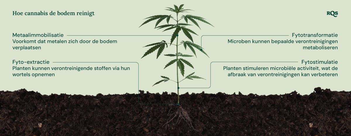 Cannabis Bodemsanering Mechanismen Illustratie van hoe cannabis de bodem reinigt, met de nadruk op vier mechanismen: metaalimmobilisatie, fytoreactie, fytotransformatie en fytostimulatie.