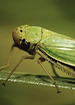 Leafhoppers