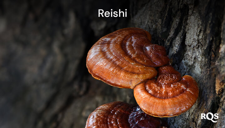 mycocannabinoids - reishi mycocannabinoids - reishi