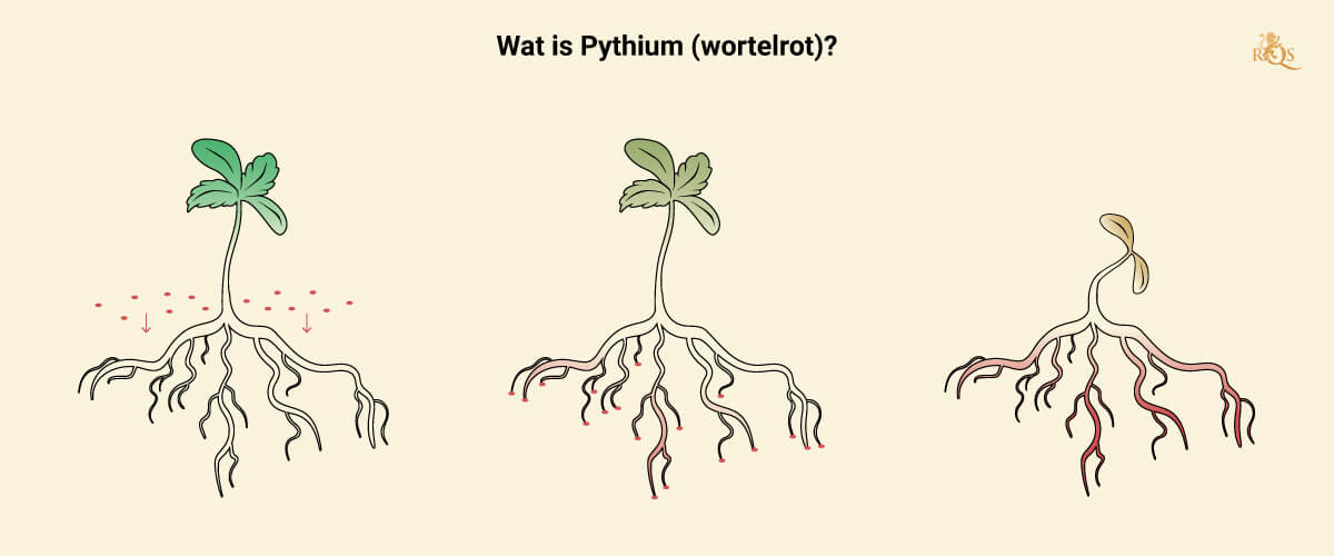 What is Pythium What is Pythium