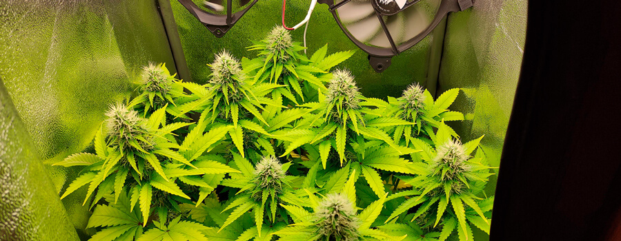 Bubble Kush Bubble Kush
