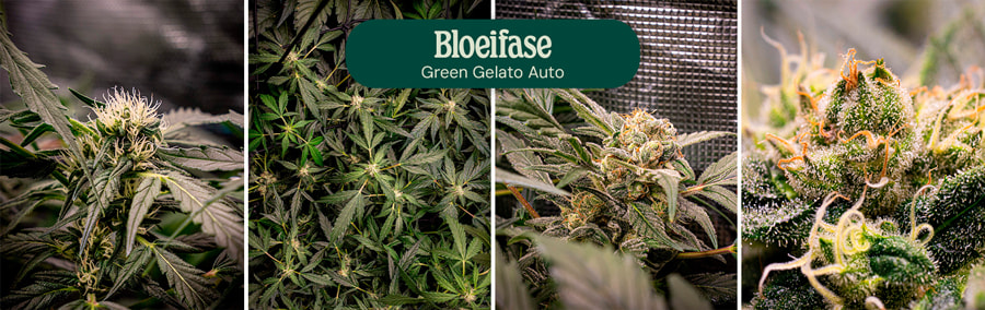 Green Gelato Auto Flowering Phase Green Gelato Auto Flowering Phase