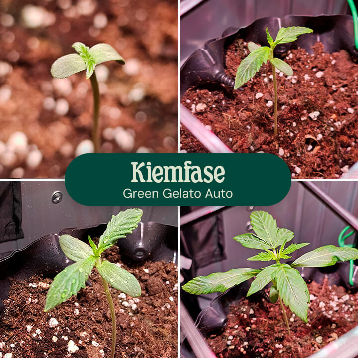 Green Gelato Auto Germination Green Gelato Auto Germination