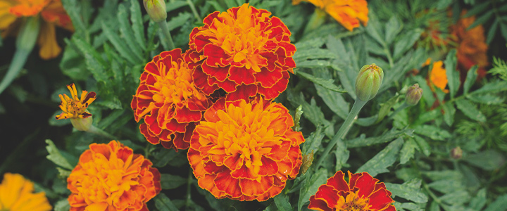 Companion Plants for Cannabis Companion Plants for Cannabis