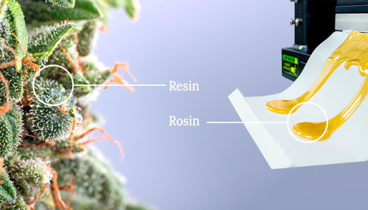 Cannabis resin vs rosin Cannabis resin vs rosin